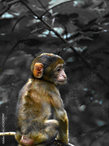 Monkey mountain - Kintzheim - August 2021: More than 200 Barbary macaques are free in the park with infants under 5 months old	
