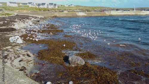 Seagulls in the harbour of Tory Island, County Donegal, Ireland photo