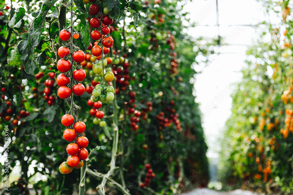 Obraz premium Superfood Tomaten, viele rote Cherry Tomaten am Strauch. Hochformat 