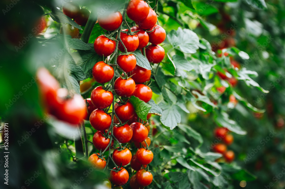 Superfood Tomaten, viele rote Cherry Tomaten am Strauch.
