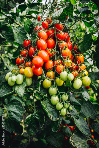 unreife und reife Tomaten am Strauch, Pflanze