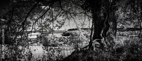 black and white photo of a tree