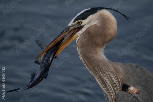 Fotografija Closeup shot of a pelican carrying a fish in the beak