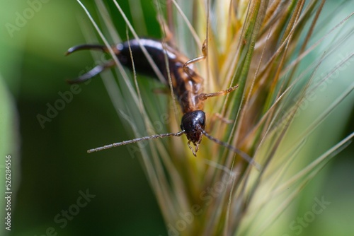 Closeup shot of the Forficula auricularia (European earwig) on a wheat plant