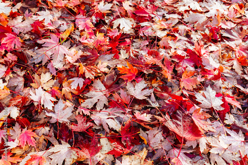 Autumn Leaves in Warburton Australia Autumn Leaves in Warburton Australia