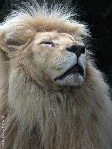 Amn  ville Zoo  August 2022 - Magnificent white lion 