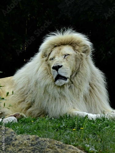 Amn  ville Zoo  August 2022 - Magnificent white lion 