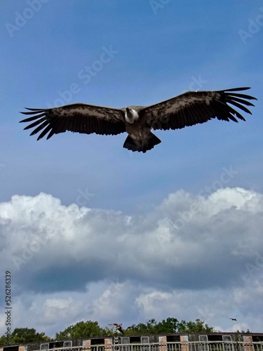 Amnéville Zoo, August 2022 - Magnificent flying bird show