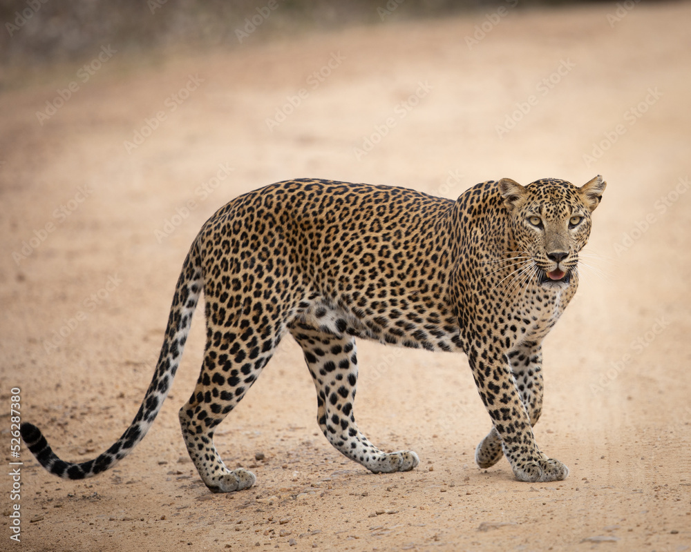 Fototapeta premium Walking Leopard | Wallpaper Background | Sri Lankan Leopard