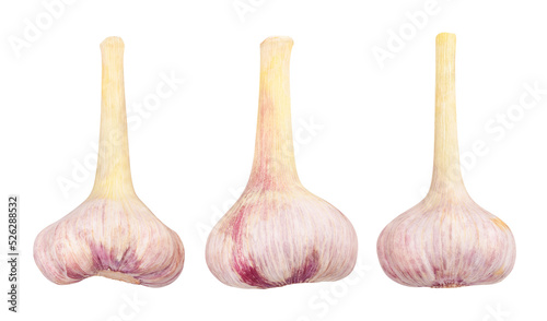 garlic path isolated on white