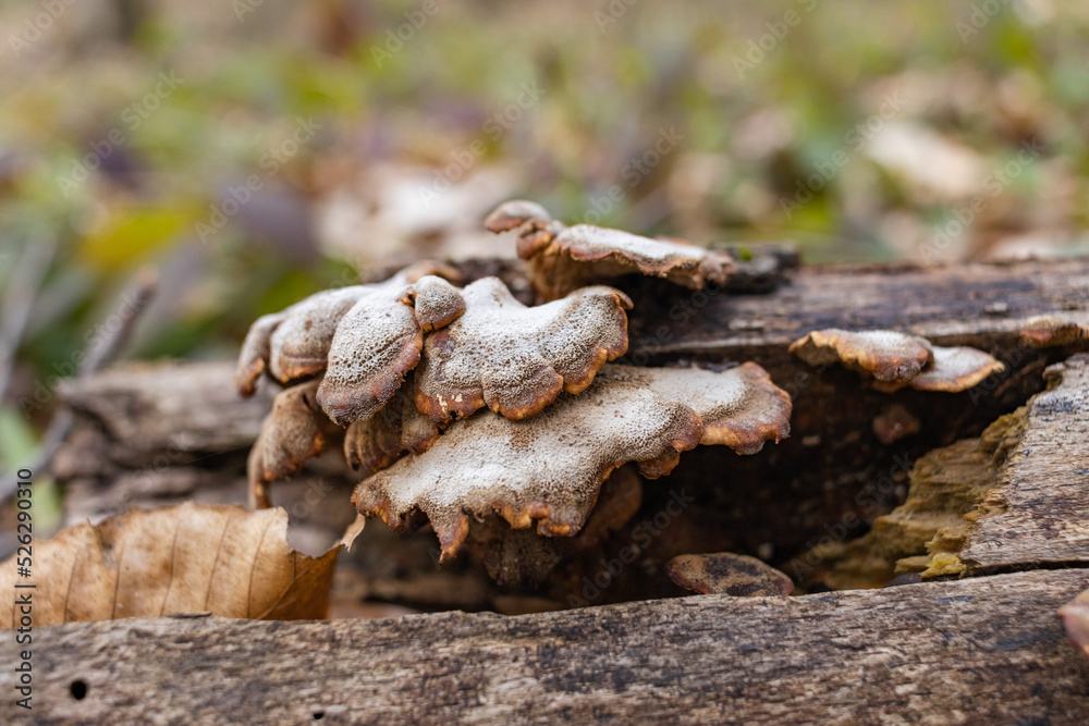 Large parasitic mushroom that grows on tree trunks. Tinder fungus, hoof fungus, tinder conk, tinder polypore or ice man fungus Large parasitic mushroom that grows on tree trunks. Tinder fungus, hoof fungus, tinder conk, tinder polypore or ice man fungus