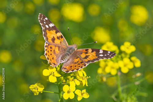 Canvas Print Painted Lady butterfly sitting on yellow flower