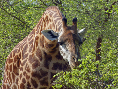 Close up of a giraffe feeding in trees  Etosha National Park  Namibia