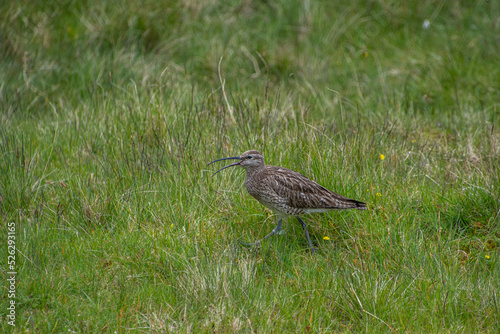 Ein Brachvogel läuft durch das Gras © Dieter