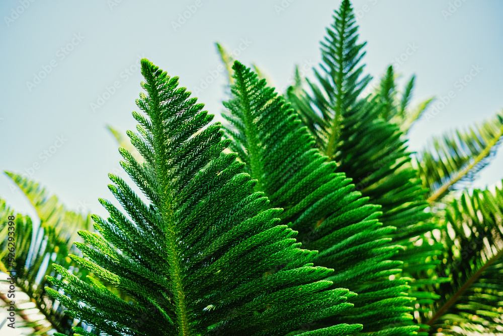 Nature Concept. Closeup of Green Leaf. Freshness by Vibrant color. Environmental Care and Sustainable Resources. Natural Green Texture Background Nature Concept. Closeup of Green Leaf. Freshness by Vibrant color. Environmental Care and Sustainable Resources. Natural Green Texture Background
