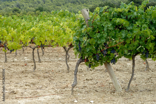Ceps de vignes et raisins dans un vignoble photo