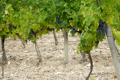 Ceps de vignes et raisins dans un vignoble photo