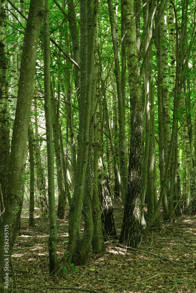 spring forest trees. nature green wood sunlight backgrounds.