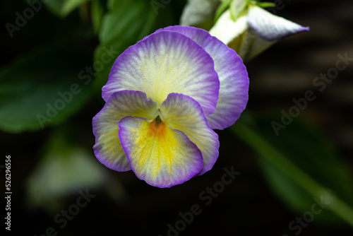 Fototapeta Naklejka Na Ścianę i Meble -  Close-up of a Viola tricolor, also known as wild pansy or Johnny Jump up. Close-up with high detail and resolution.
