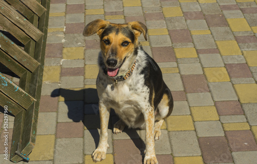 Nice portrait of mixed breed female  three colored dog sitting on pamenmet and lookinh up photo