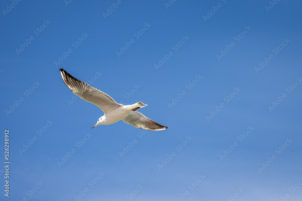 Obraz premium seagull in the sky