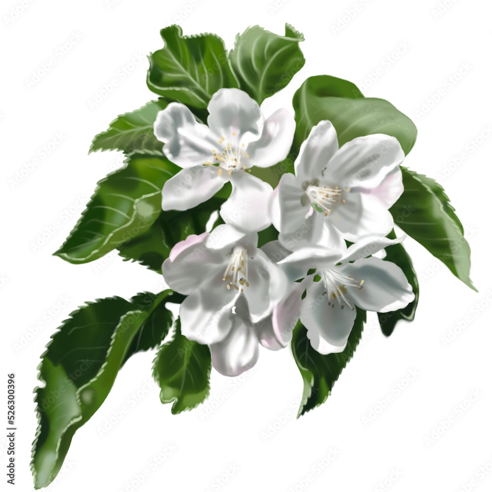 Fototapeta premium Watercolor apple blossoms and leaves. Realistic illustration PNG