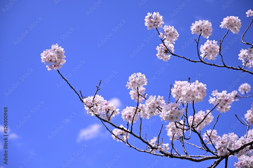 青空を背景に咲く満開の桜
