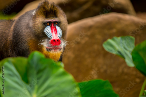 Photography Rainbow Face Monkey Mandrill