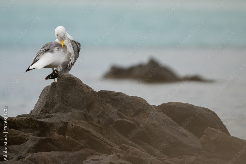 A yellow legged gull (Larus michahellis) on the rock, at sea, in the sunrise. In Sardinia, Sardegna, Italy. A beautiful moment of a seagull at sunrise on a rock. In summer, day, sunny day, afternoon. A yellow legged gull (Larus michahellis) on the rock, at sea, in the sunrise. In Sardinia, Sardegna, Italy. A beautiful moment of a seagull at sunrise on a rock. In summer, day, sunny day, afternoon.