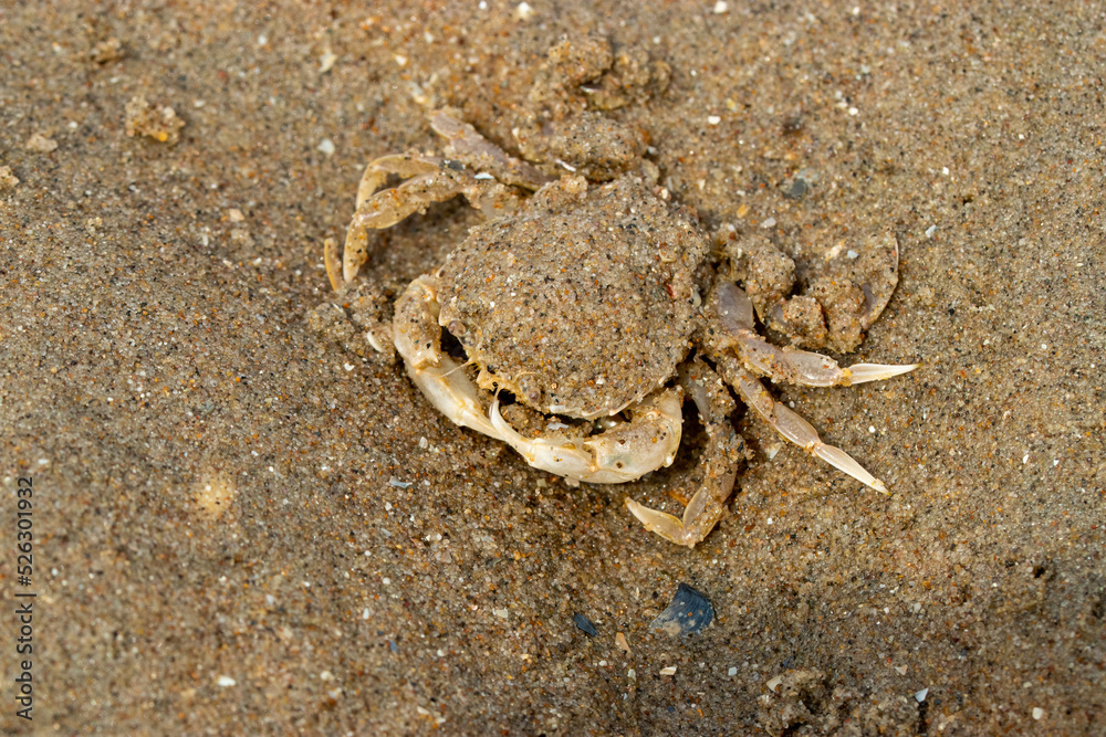 Small crab hiding under a layer of beach sand. Close-up with high detail and resolution. Small crab hiding under a layer of beach sand. Close-up with high detail and resolution.