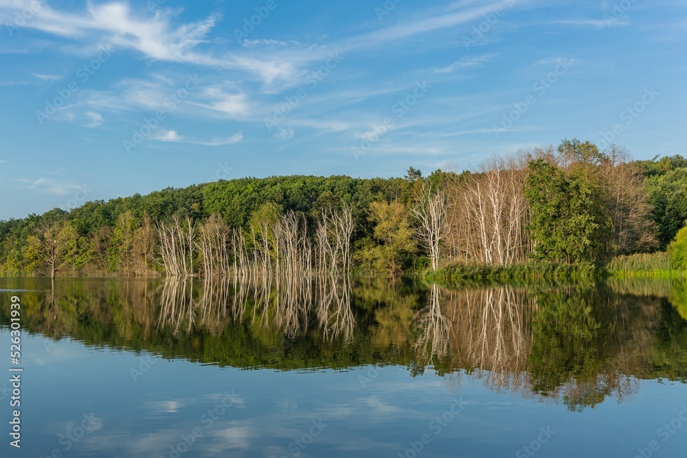 View of the lake and reflection of the green trees and blue sky and white clouds in the calm water. Sunny summer day. Scenic rural landscape.
