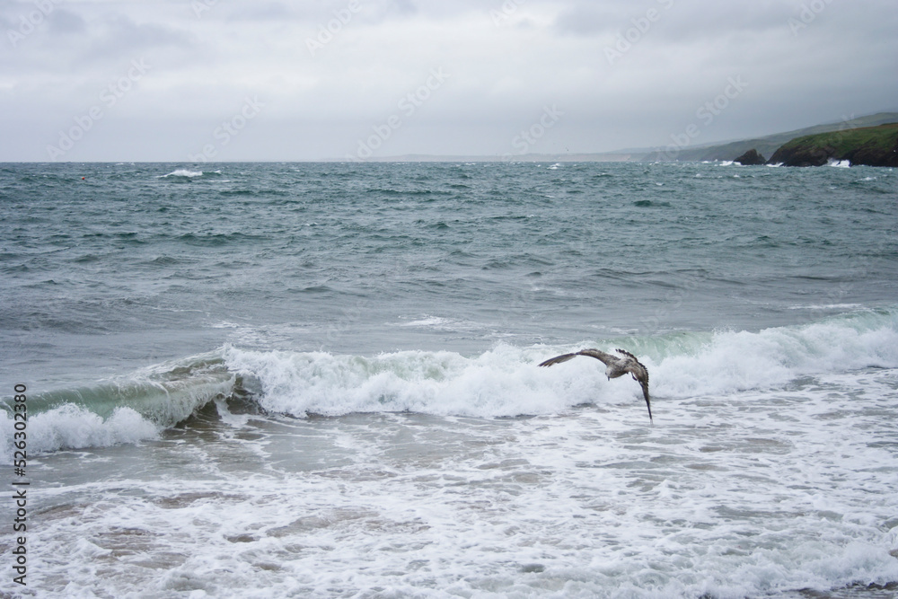 Fototapeta premium A seagull in the stormy sea