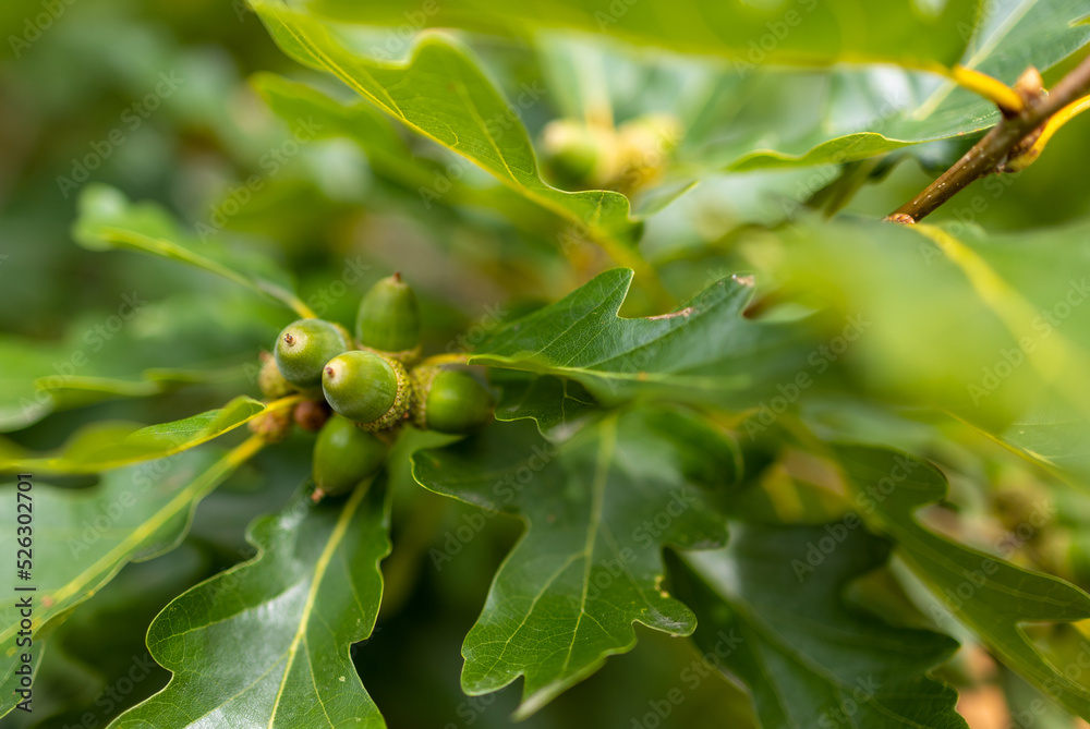 Żołędzie,  owoce dębu, koniec sierpnia młode. 