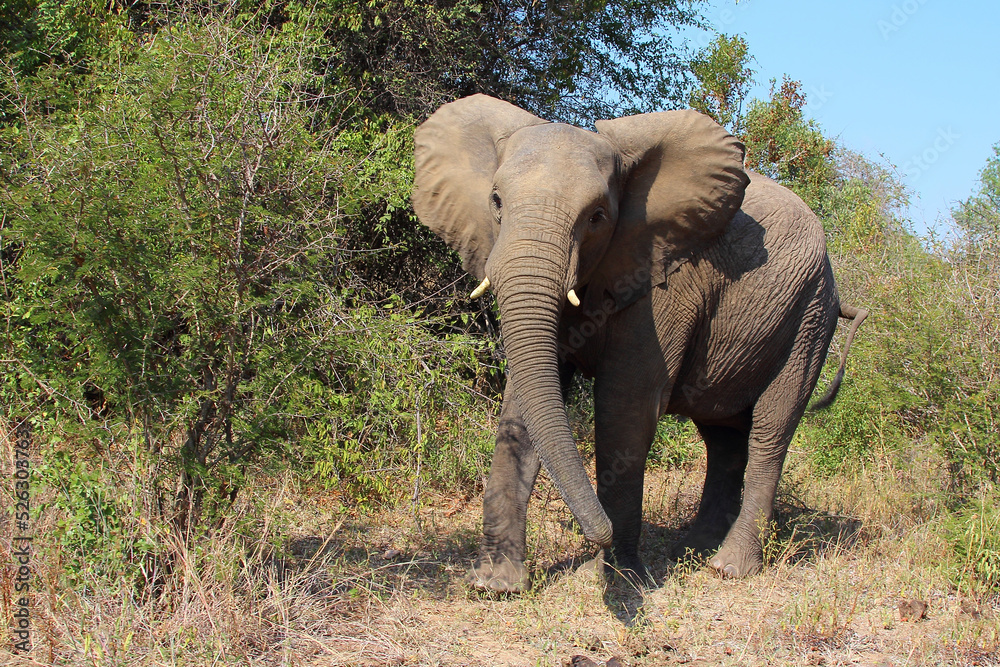 Obraz premium Afrikanischer Elefant / African elephant / Loxodonta africana