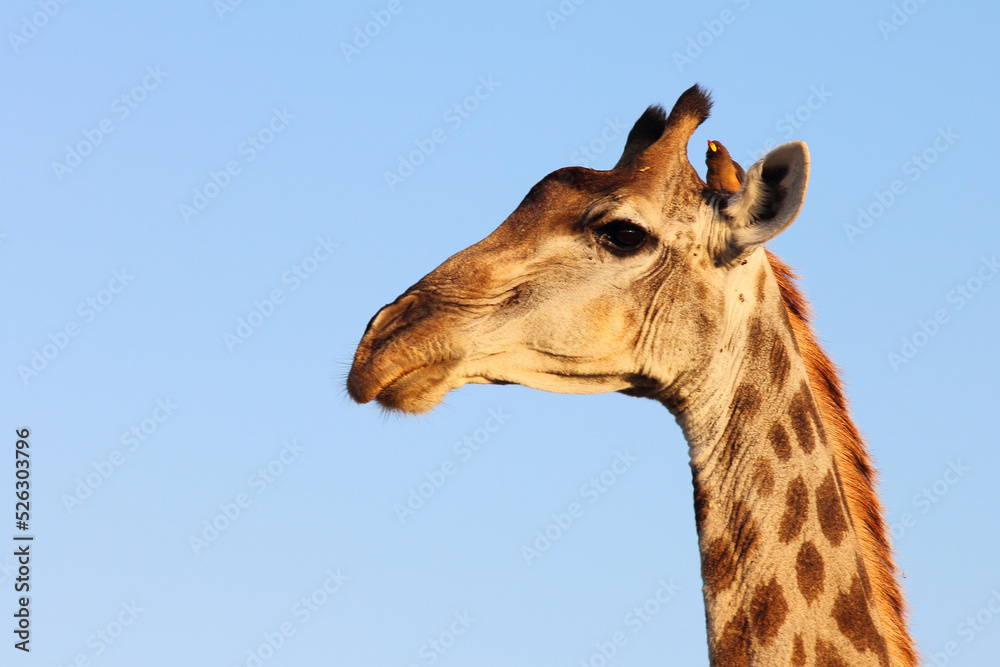 Naklejka premium Giraffe und Gelbschnabel-Madenhacker / Giraffe and Yellow-billed oxpecker / Giraffa Camelopardalis et Buphagus africanus