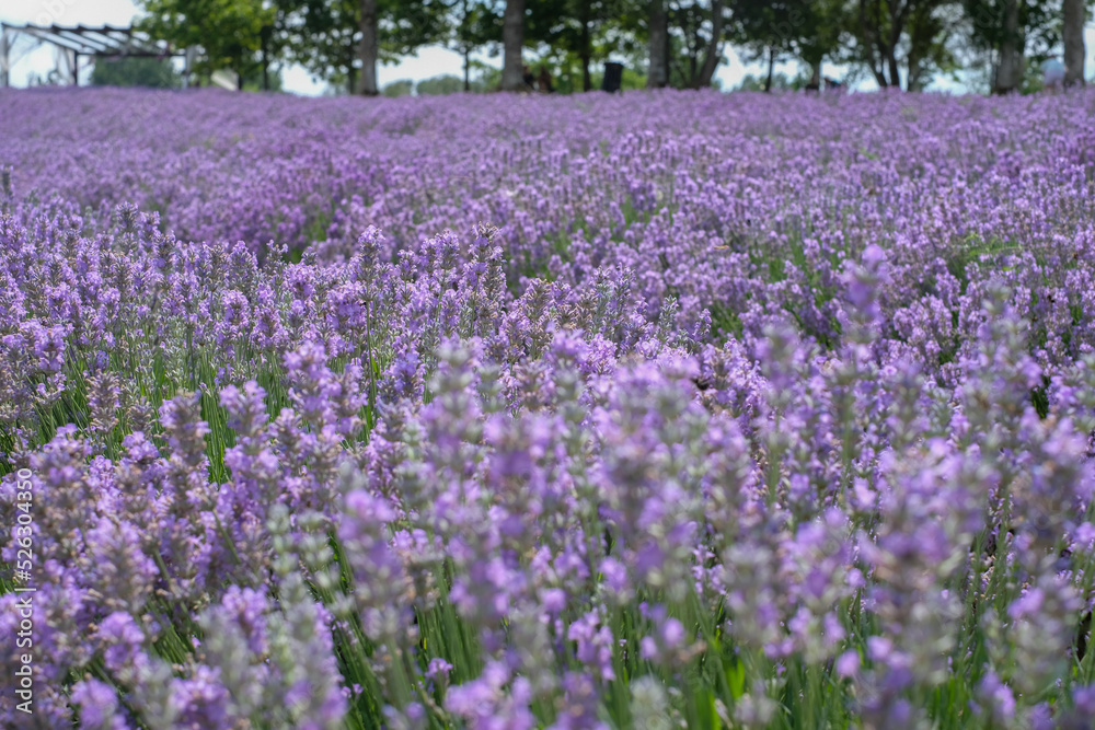 Beautiful landscape of lavender field. Lavender field in sunny day. Blooming lavender fields. Excellent image for banners and advertisements