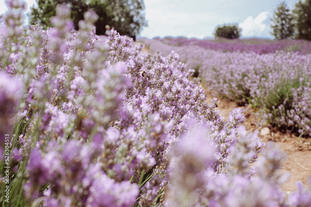 Beautiful landscape of lavender field. Lavender field in sunny day. Blooming lavender fields. Trees and sky in background. Excellent image for banners and advertisements.