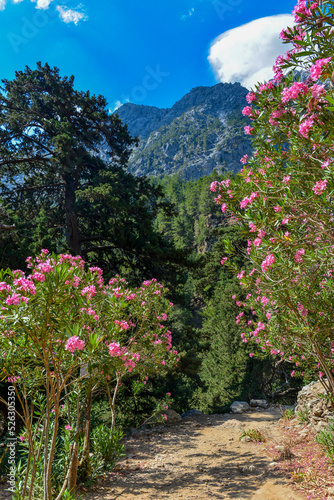 Fototapeta Naklejka Na Ścianę i Meble -  Oleanderblüte in der Samaria-Schlucht in Kreta/Griechenland