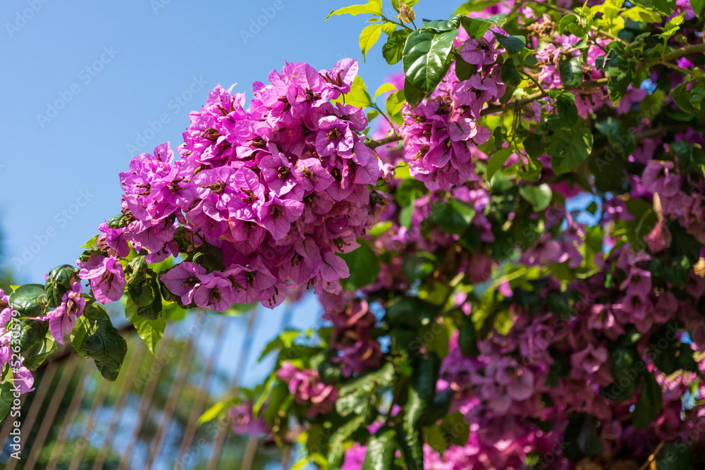 Colorful Begonville flowers in sunny day on Yenikoy village street. Colorful Begonville flowers in sunny day on Yenikoy village street.