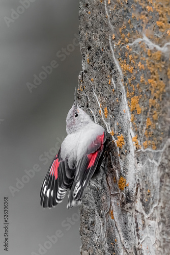 The amazing Wallcreeper, an incredible climber on the Alps mountains (Tichodroma muraria) photo