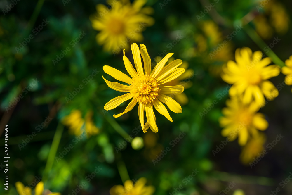 yellow flowers in the garden yellow flowers in the garden
