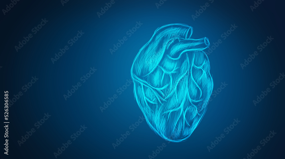 Human heart anatomically correct hand drawn line art and dotwork Human heart anatomically correct hand drawn line art and dotwork