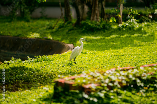 Wallpaper Mural Lonely white stork Torontodigital.ca