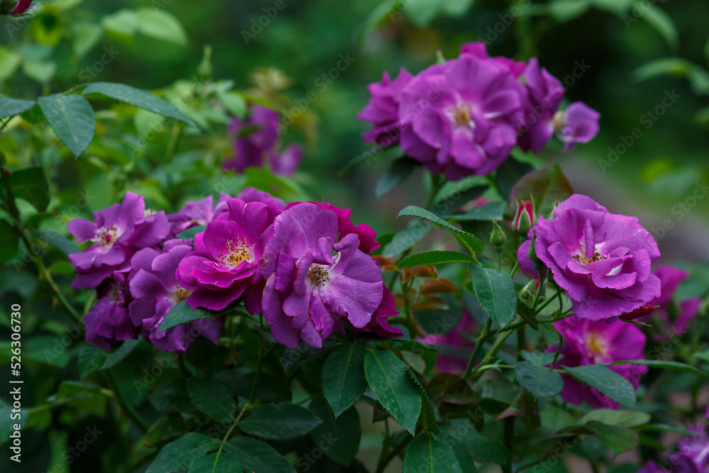 Beautiful purple rose sort Rhapsody in blue Beautiful purple rose sort Rhapsody in blue