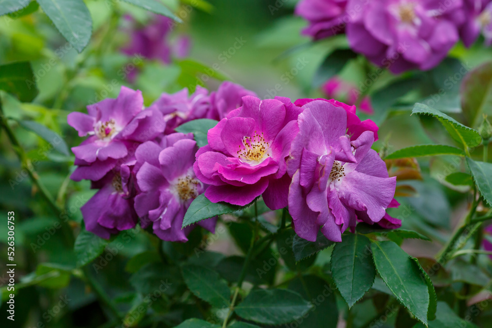Beautiful purple rose sort Rhapsody in blue Beautiful purple rose sort Rhapsody in blue