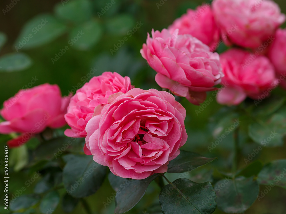 Beautiful gentle pink rose in garden close up Beautiful gentle pink rose in garden close up