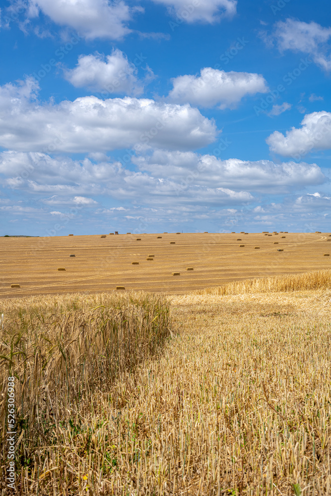 View of a cereal field with square straw bales in the South Downs National Park, East Sussex, Englandj View of a cereal field with square straw bales in the South Downs National Park, East Sussex, Englandj