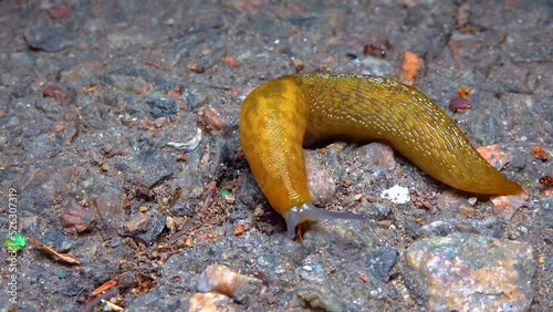 Slug, or land slug crawls at night after rain in search of food photo