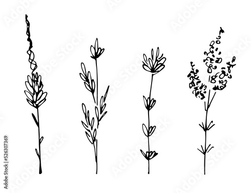 Simple hand drawn black outline vector illustration. Wild wildflowers, meadow grasses, long stem. Sketch in ink.