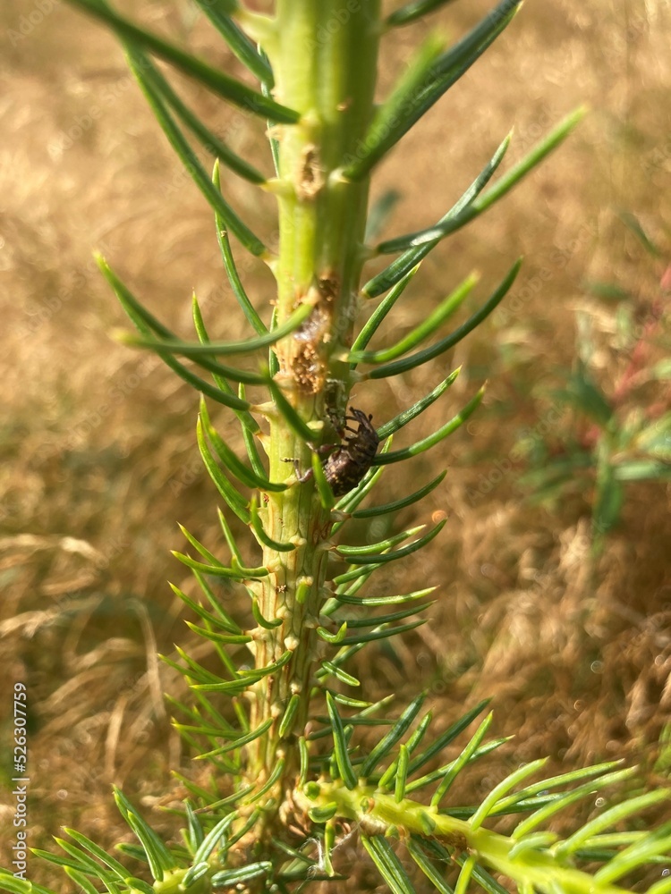 Pine weevil feeding on sitka spruce sapling - obrazy, fototapety, plakaty 